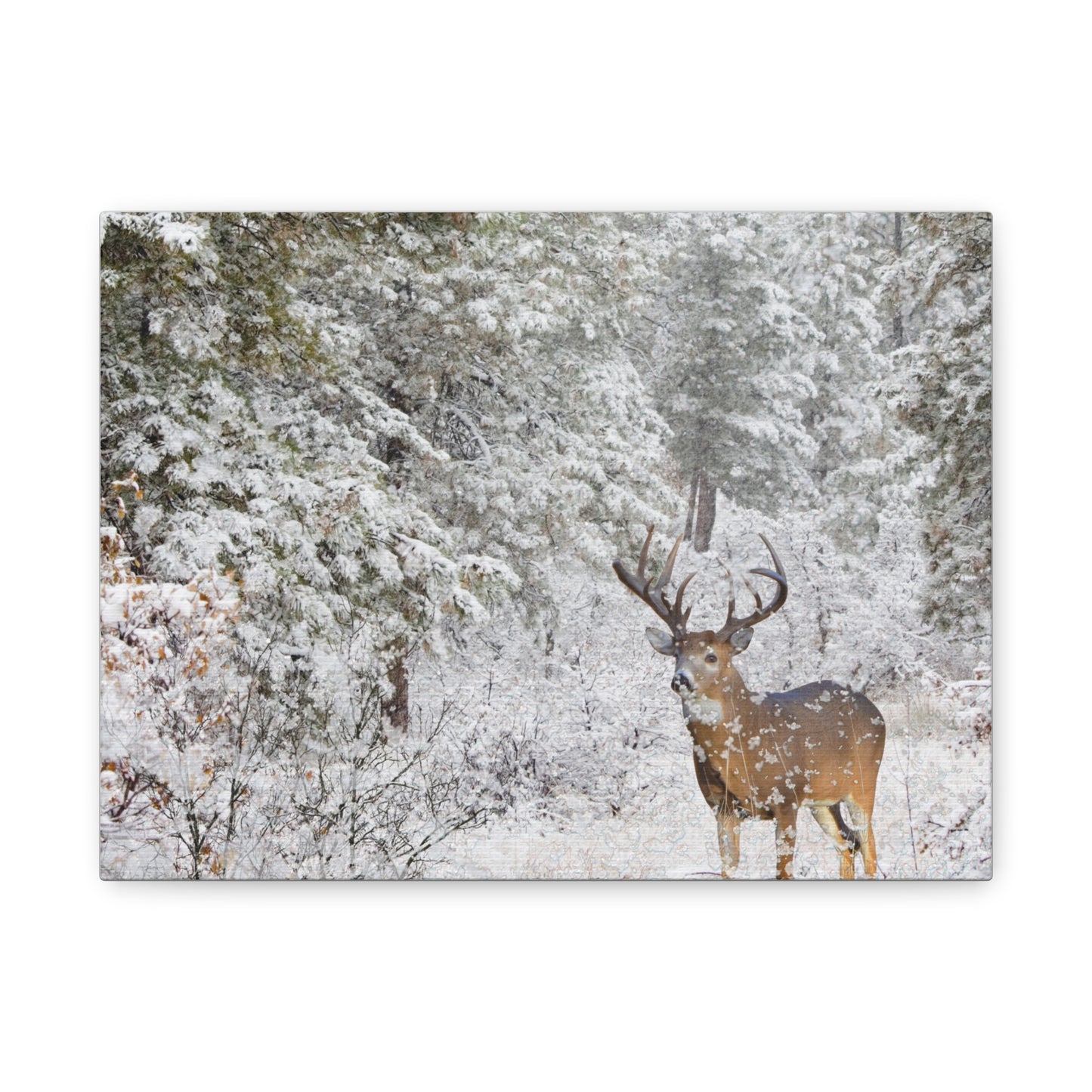 Winter Deer Canvas Wall Art – Snowy Buck Nature Print