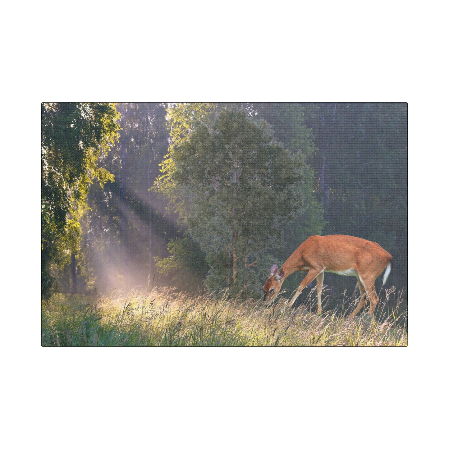 Deer in Sunlit Forest Satin Canvas Print — Stretched Nature Wall Art