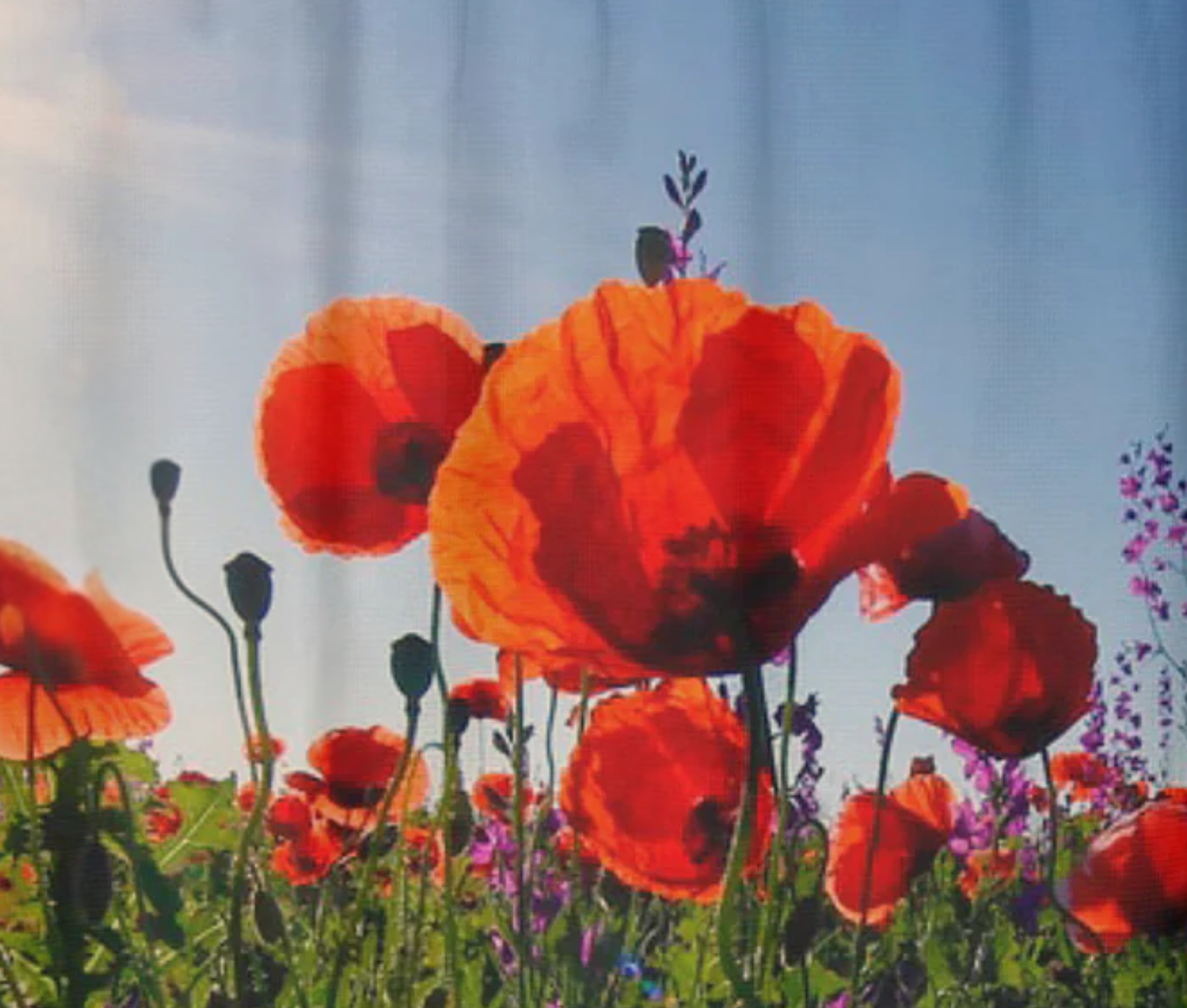 Shower Curtain-Wild Poppys