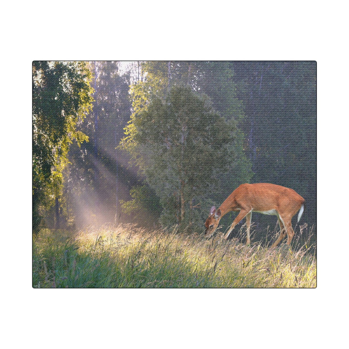 Deer in Sunlit Forest Satin Canvas Print — Stretched Nature Wall Art