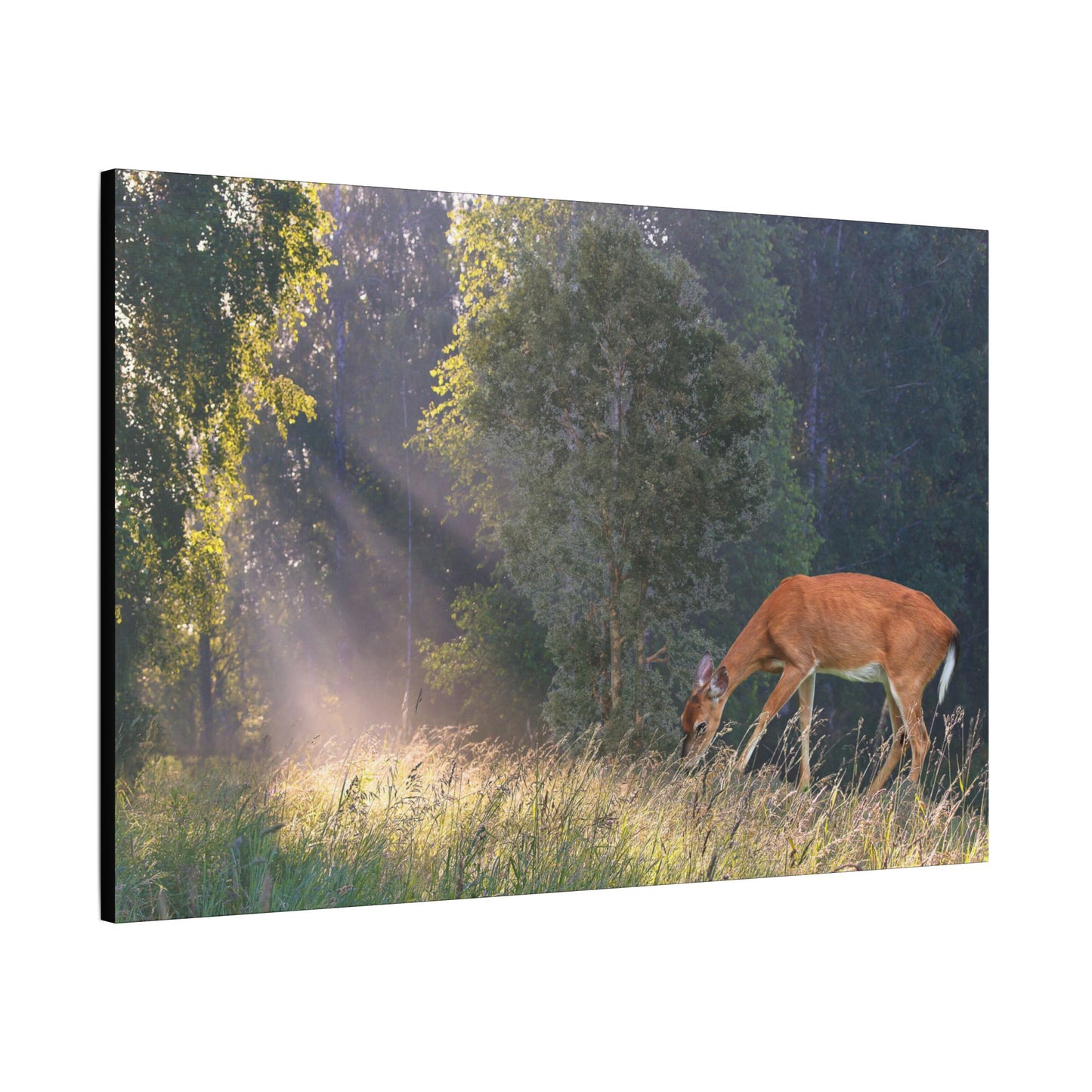 Deer in Sunlit Forest Satin Canvas Print — Stretched Nature Wall Art