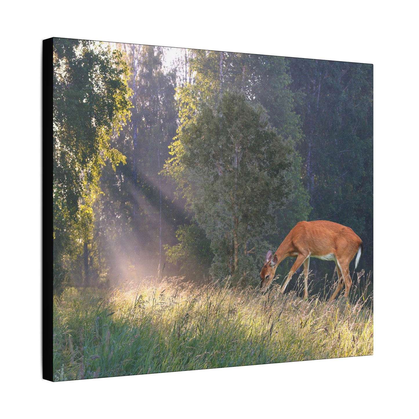 Deer in Sunlit Forest Satin Canvas Print — Stretched Nature Wall Art