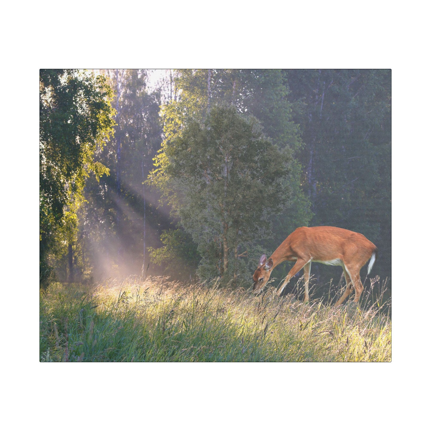 Deer in Sunlit Forest Satin Canvas Print — Stretched Nature Wall Art