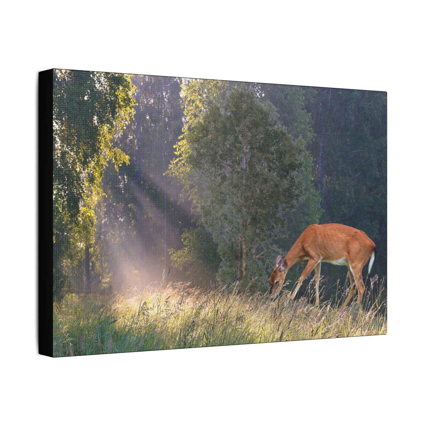 Deer in Sunlit Forest Satin Canvas Print — Stretched Nature Wall Art