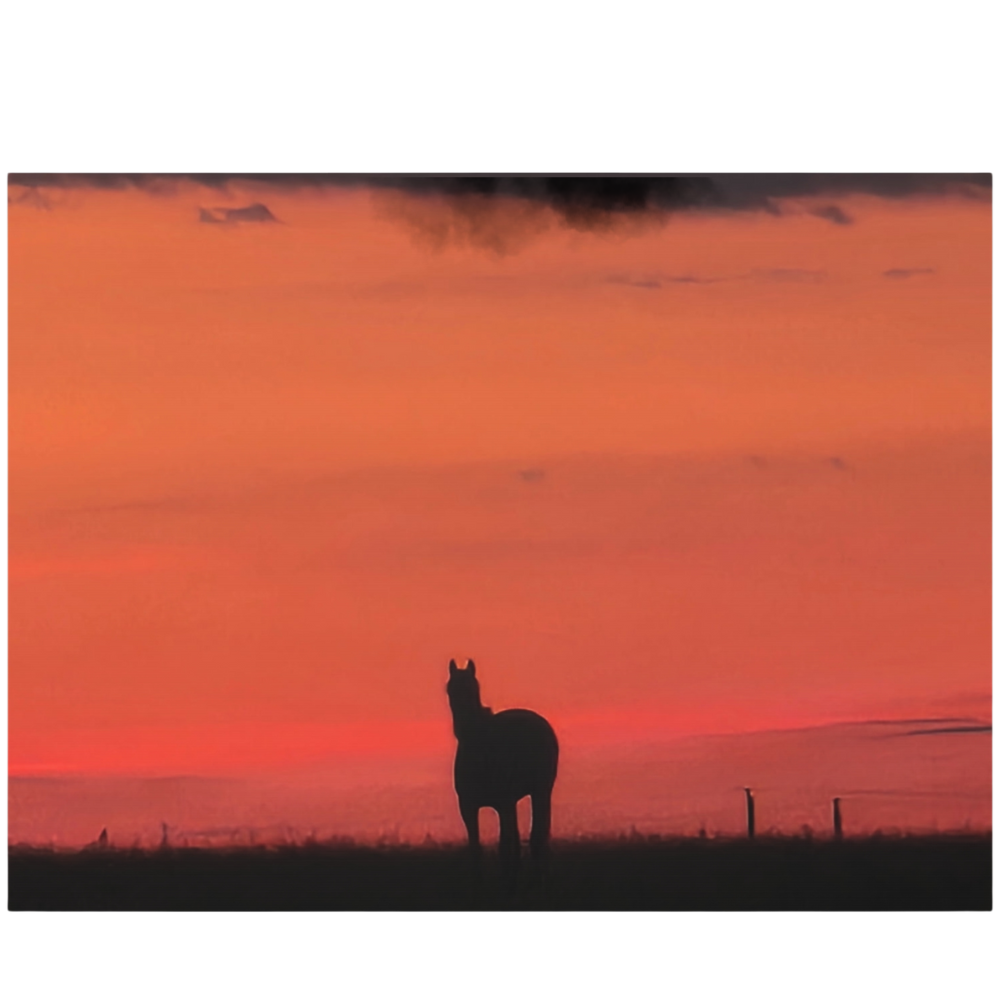 Silhouette of a horse at sunset shown in detail on a plain white background 