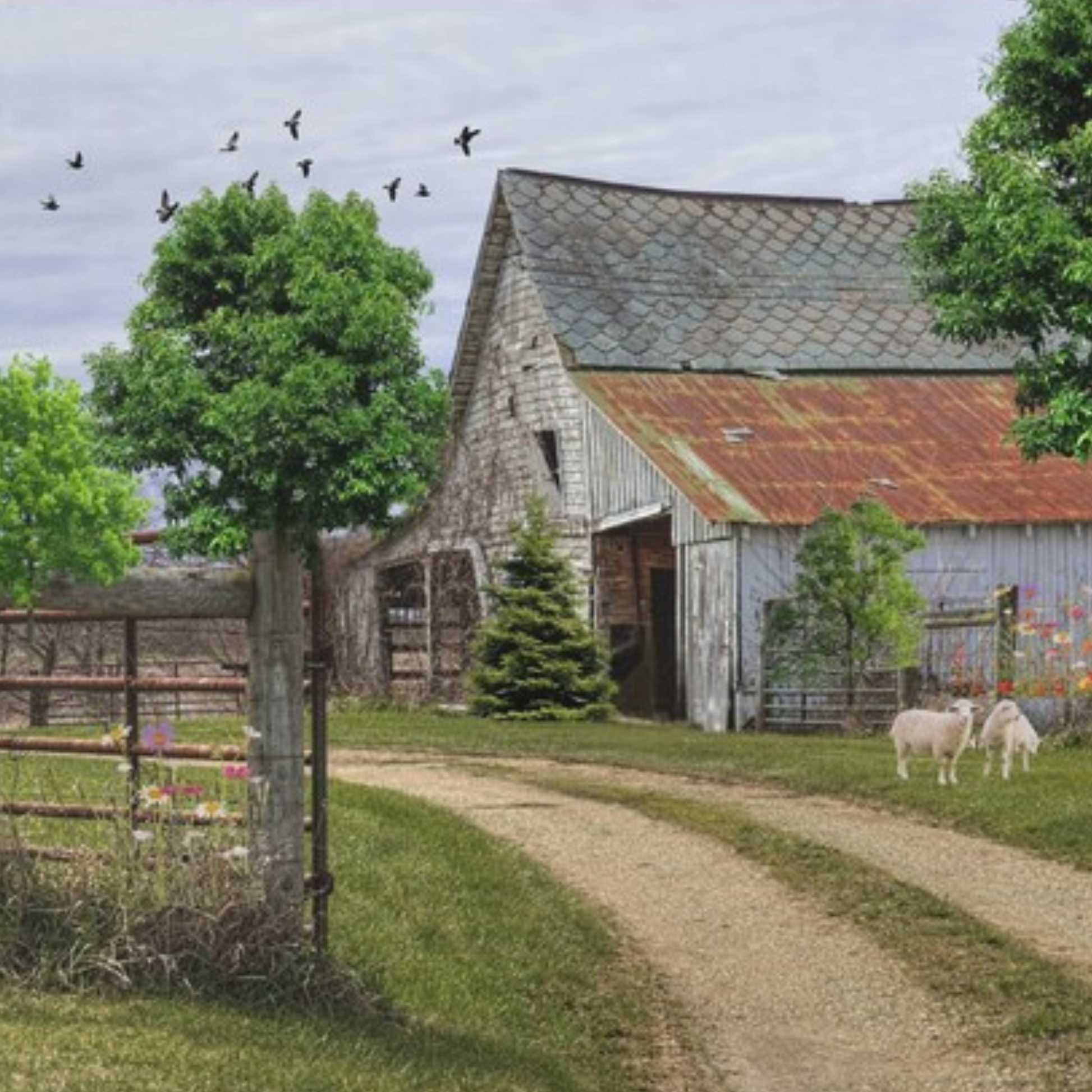 Rustic Harmony Nostalgic Barn and Sheep Canvas Print=Home Decor