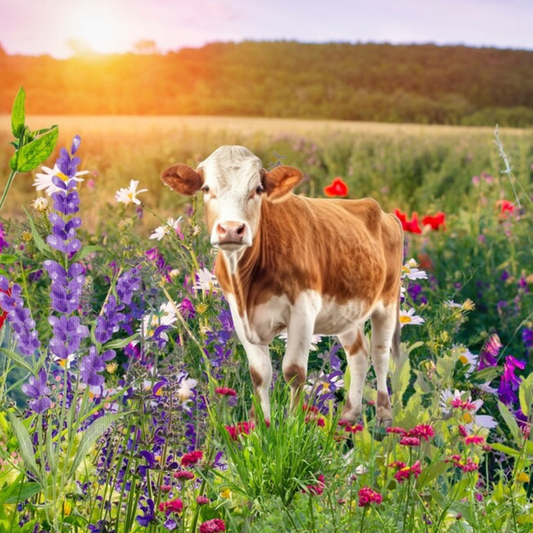 Bright floral landscape with red and white holstein cow