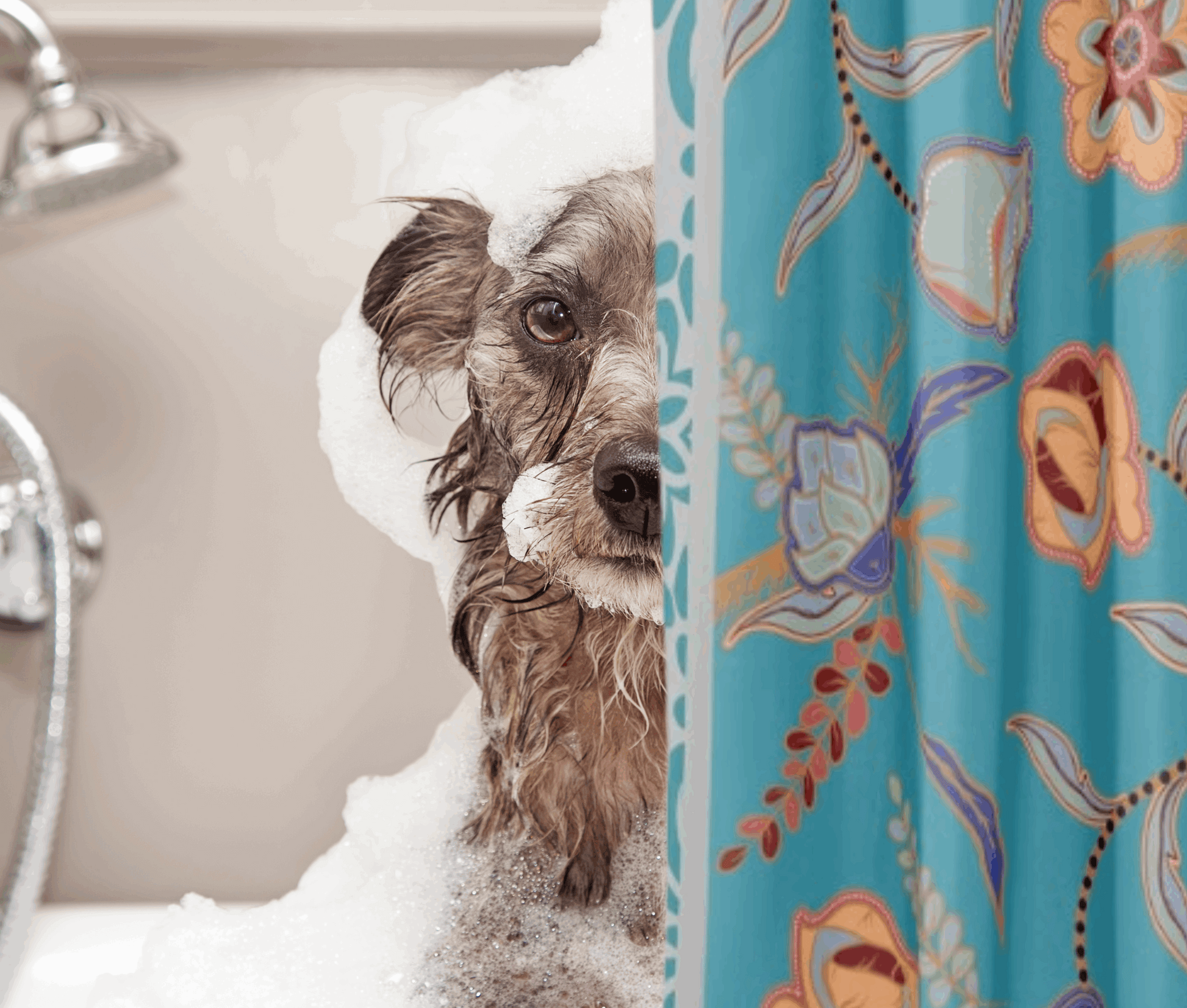 teal floral shower curtain shown with a dog in a bath